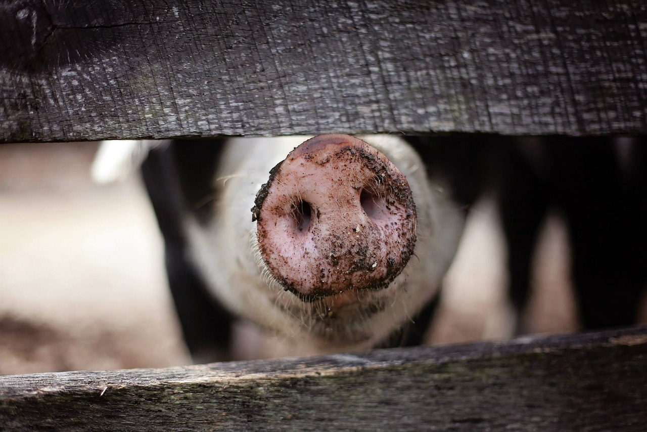 Agricultural Fencing Solutions for Tampa Bay Farms & Livestock